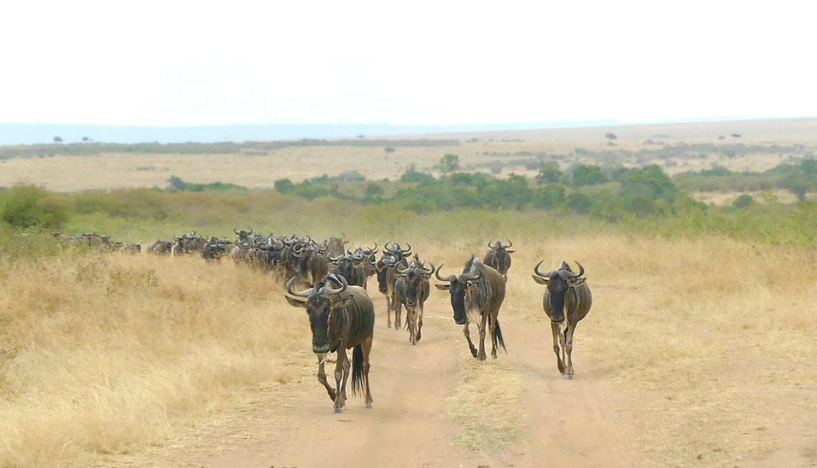 Migration on the Masai Mara