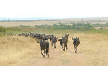 Migration on the Masai Mara