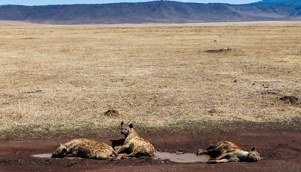 Ngorongoro