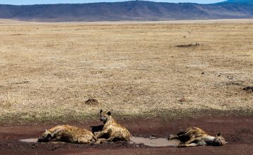 Ngorongoro