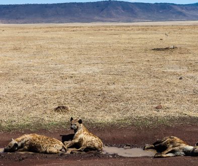 Ngorongoro