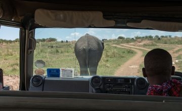 Traffic on the game drive