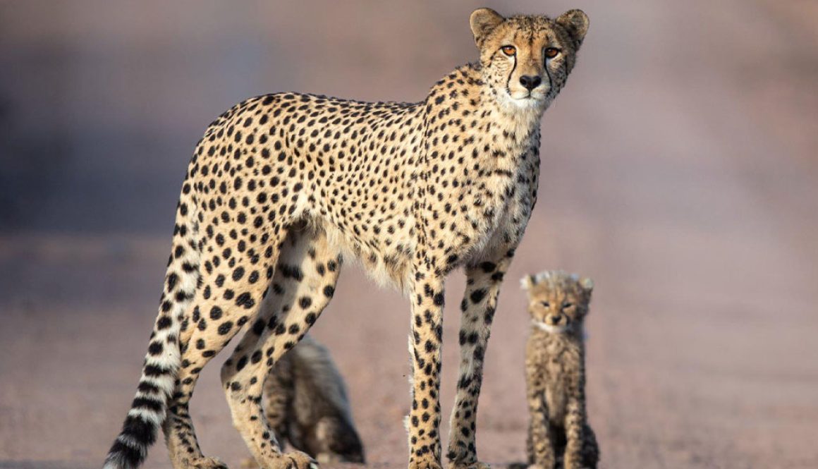 A cheetah and cub