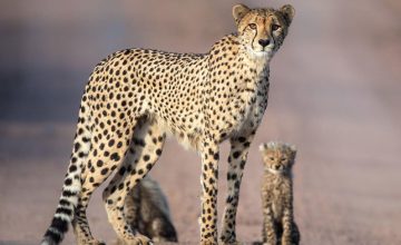 A cheetah and cub