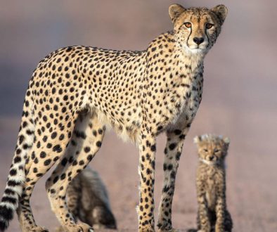 A cheetah and cub